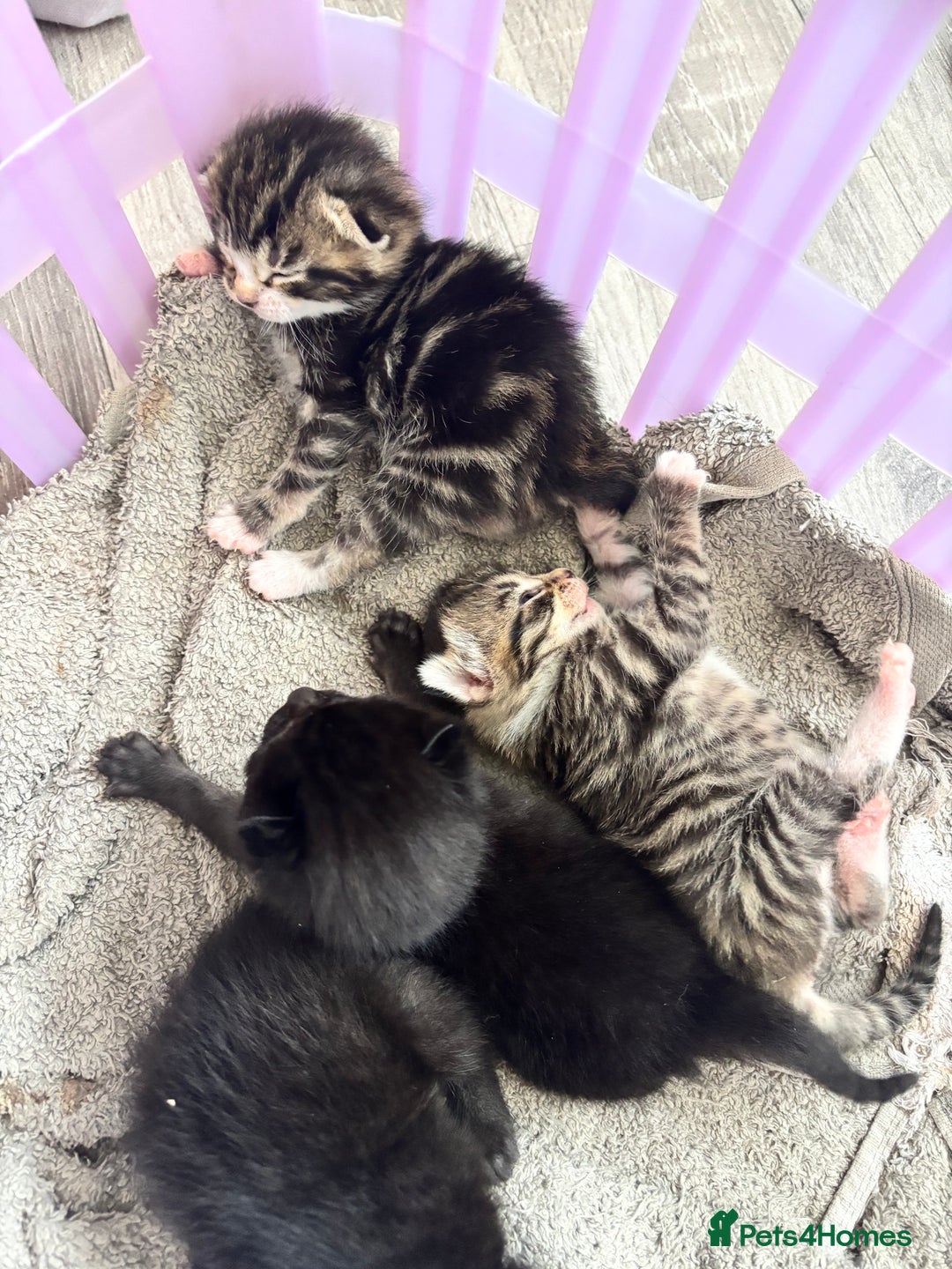 Mixed Breed cats for sale: Cuddly mixed breed kittens - Image 1