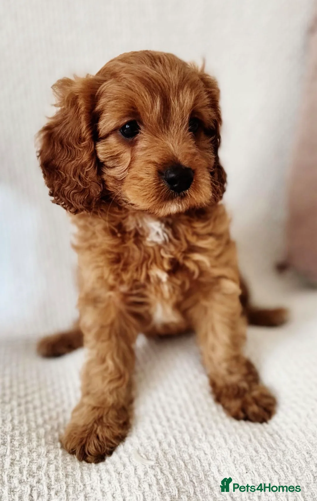 Cavapoo dogs for sale: Outstanding Cavapoos  - Advert 5