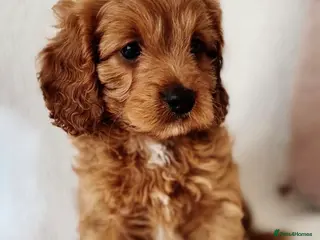 Cavapoo dogs Outstanding f1b Cavapoos - Advert 1