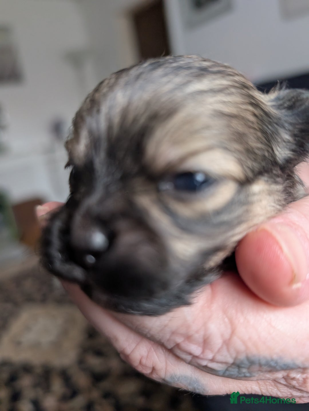 Pomeranian dogs for sale: Beautiful pups - Image 7