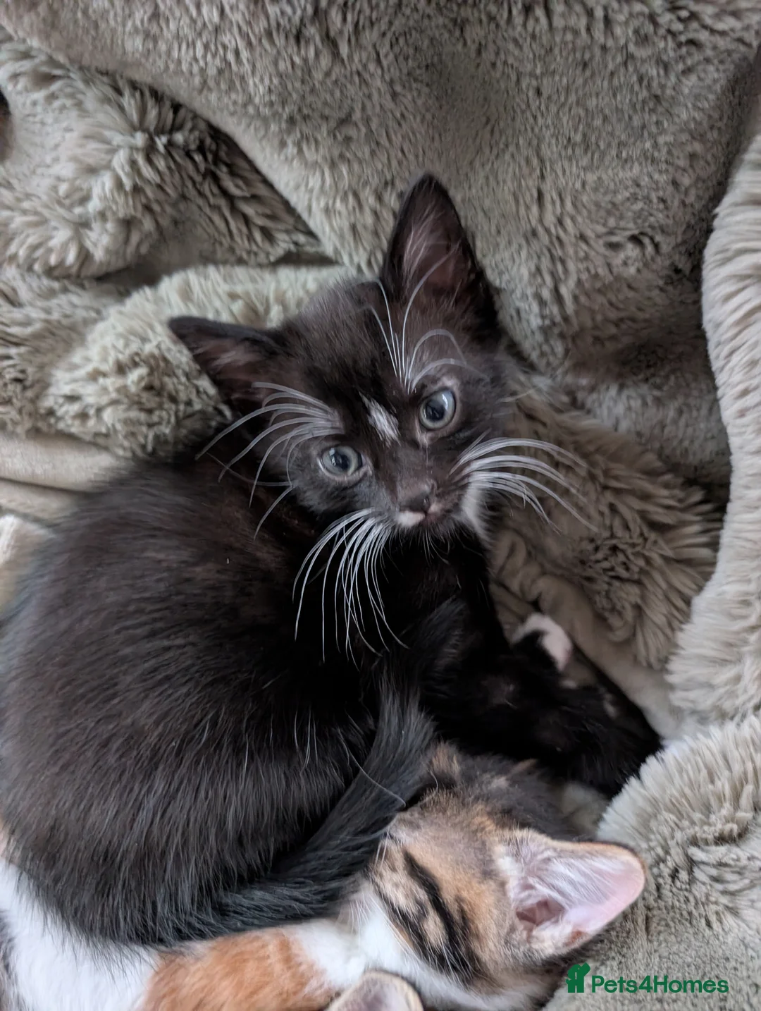 Mixed Breed cats for sale: Three kittens looking for new home - Advert 7