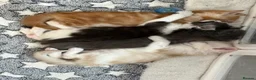 Maine Coon cats for sale: Xl Maine coon kittens health tested parents Tica R - Advert 19