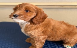 Cockapoo dogs for sale: F1 Fox Red Cockapoo boys (ready now) - Image 3