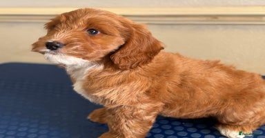 Cockapoo dogs - Advert 8