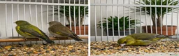 Finches birds for sale: Finches  - Advert 3