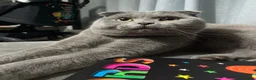 Scottish Fold cats for sale: Gorgeous Chunky Blue Fold - Advert 1