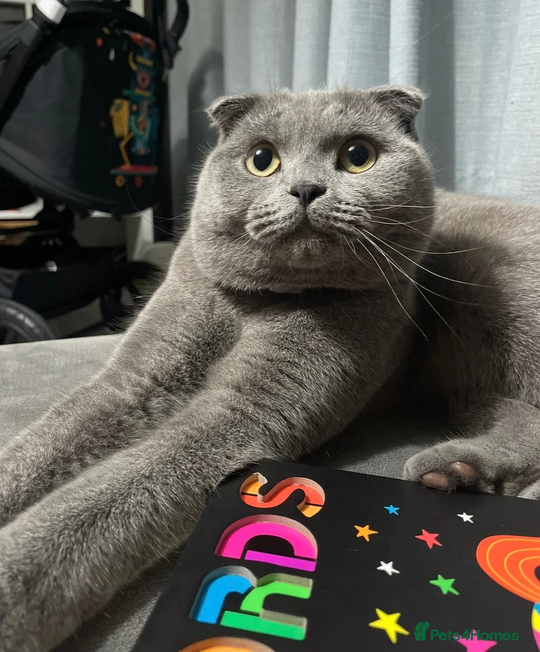 Scottish Fold cats for sale: Gorgeous Chunky Blue Fold - Advert 1