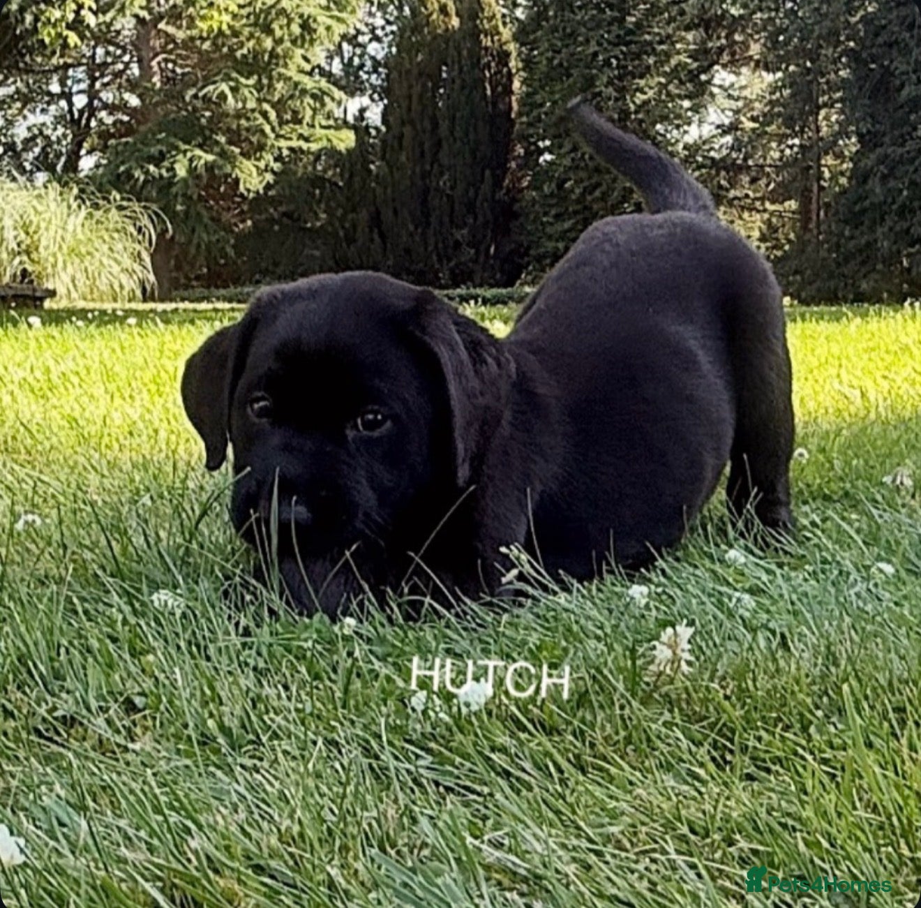 Labrador Retriever dogs KC PUPPY HUTCH WITH A FIVE STAR COUNTY BREEDER - Advert 14