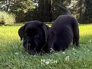 Labrador Retriever dogs KC PUPPY HUTCH WITH A FIVE STAR COUNTY BREEDER - Advert 14