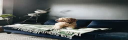 Cockapoo dogs for sale: DEXTER is looking for his perfect next chapter - Advert 10