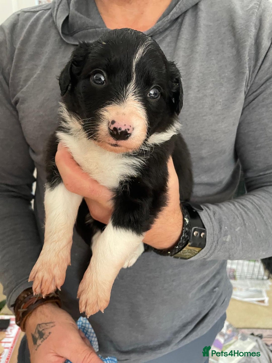 Border Collie dogs for sale: Border Collie Pups Merle, Tri-colour & Blk/wht - Image 12