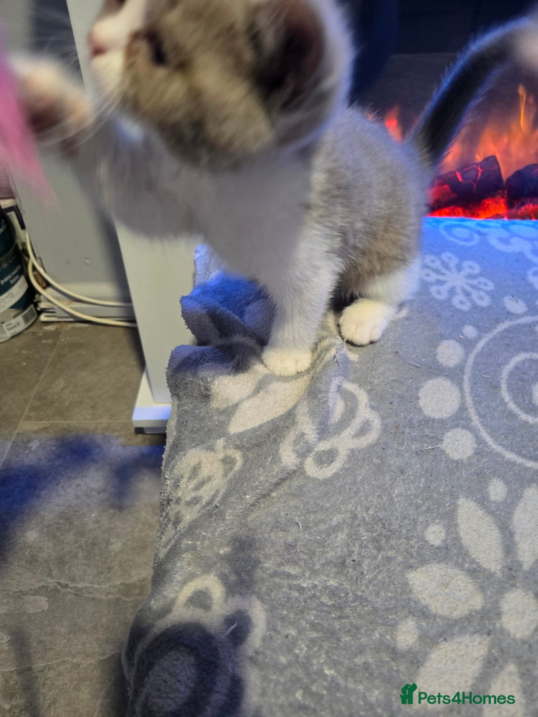 British Shorthair cats for sale: British short hair boy ready now - Image 14