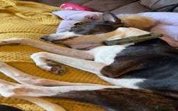 Mixed Breed dogs for sale: Lurcher x Staff - Image 4