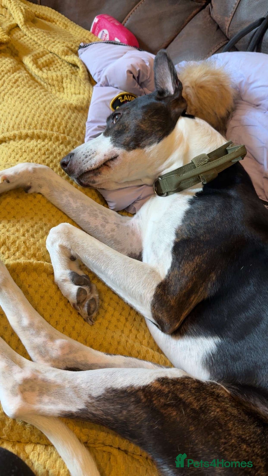 Mixed Breed dogs for sale: Lurcher x Staff - Image 4