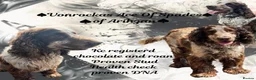 Cocker Spaniel dogs for stud: ♠️Vonrockas Ace of Spades of Arihzans♠️ in Aldershot - Advert 1