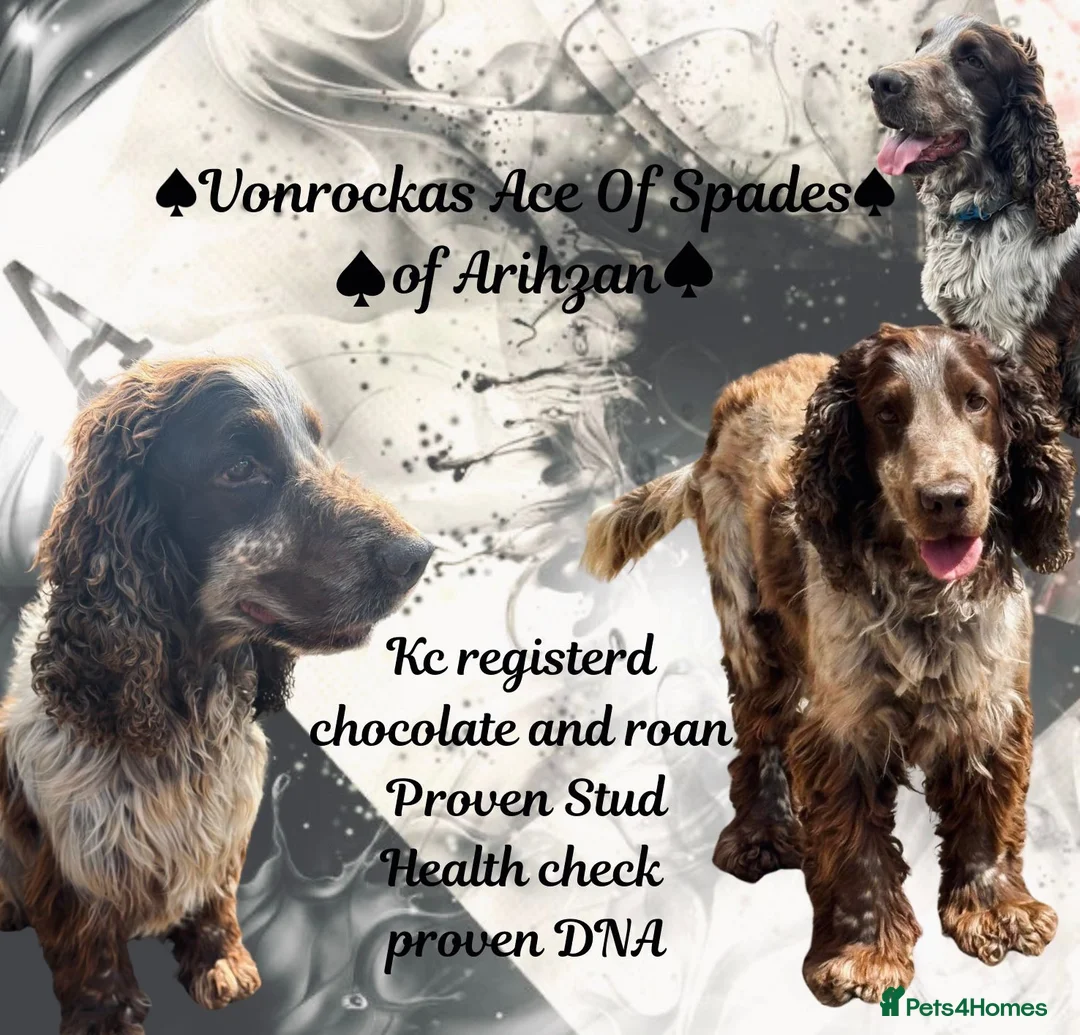 Cocker Spaniel dogs for stud: ♠️Vonrockas Ace of Spades of Arihzans♠️ in Aldershot - Advert 1