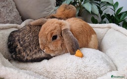 Mini Lop rabbits for sale: Mini lops for sale  - Image 3