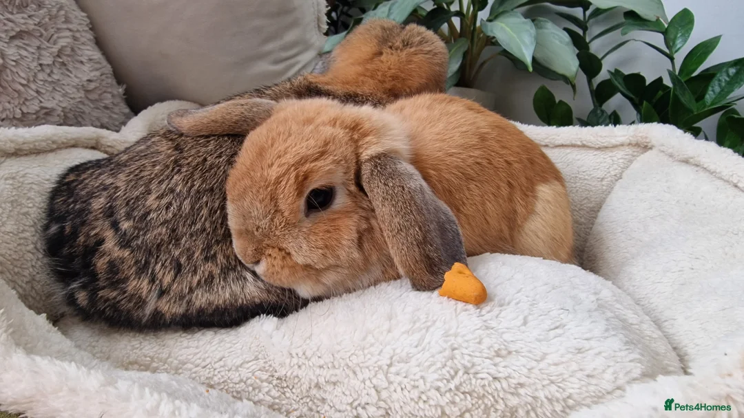 Mini Lop rabbits for sale: Mini lops for sale  - Advert 3