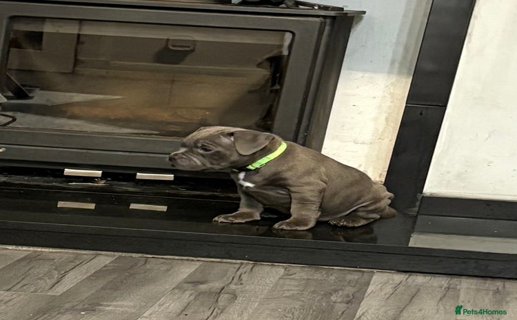 Staffordshire Bull Terrier dogs - Advert 8