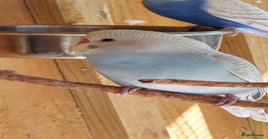 Budgerigars birds - Advert 4