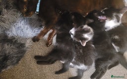 British Shorthair cats for sale: 3 kittens for sale 2 males 1 female  - Image 3