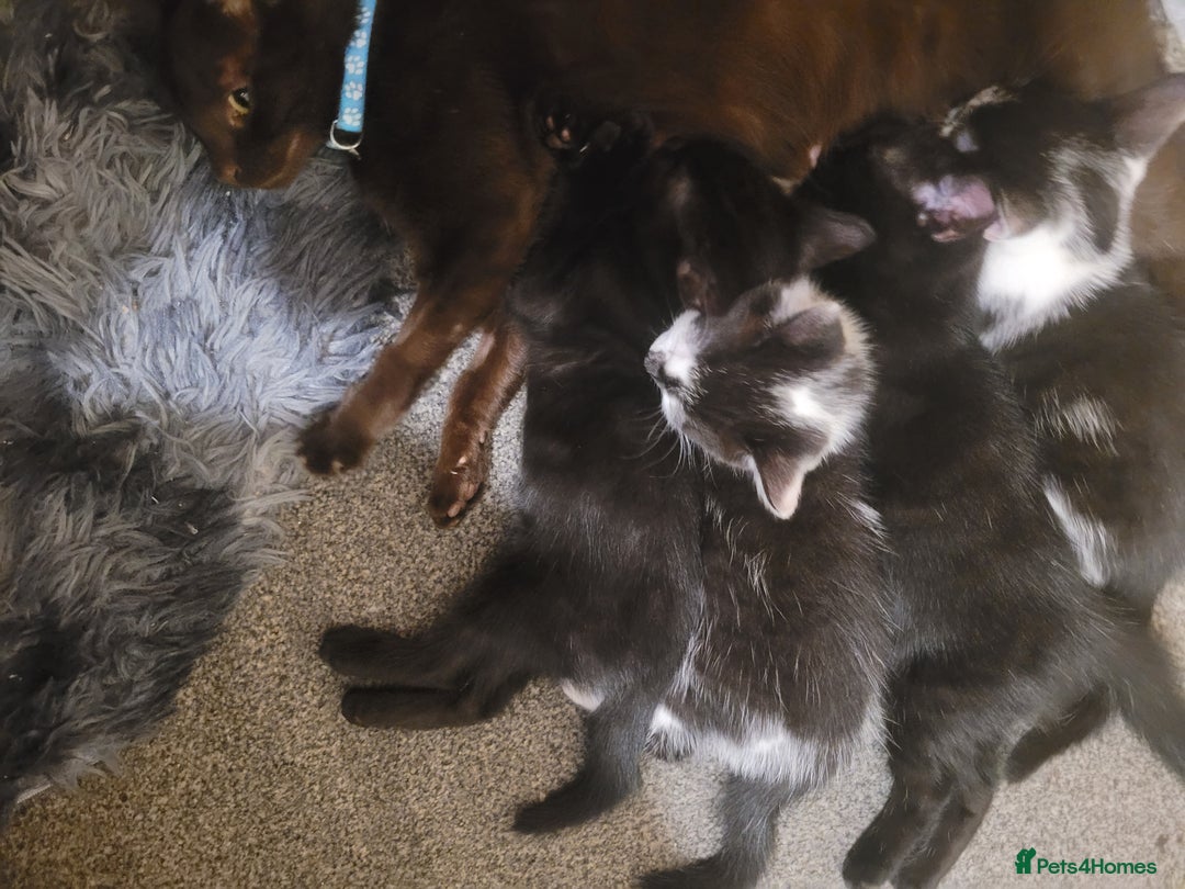 British Shorthair cats for sale: 3 kittens for sale 2 males 1 female  - Image 3
