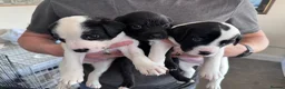 Mixed Breed dogs for sale: Labrador X Whippet Lurcher Puppies 🐶 - Advert 3