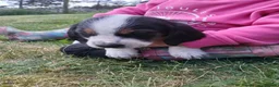 Mixed Breed dogs for sale: Basset x beagle puppies  in Rhayader - Advert 6