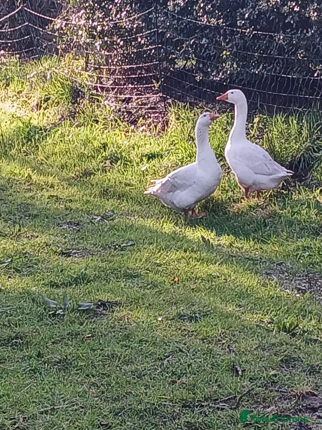 Geese poultry for sale: 2 Embden Ganders for Sale - Advert 2