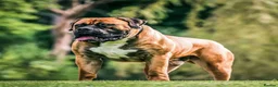 Boerboel dogs for sale: Stunning litter arrived- waitlist open - Advert 15