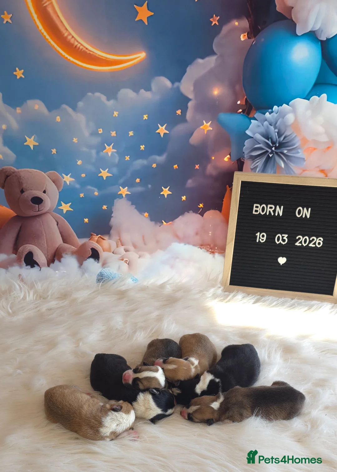 Welsh Corgi Pembroke dogs for sale: KC Registered Welsh Pembroke Corgi puppies - Advert 2