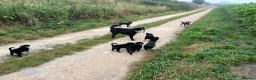 Border Collie dogs for sale: Border Collie Puppies from Good Working Stock in York - Advert 2