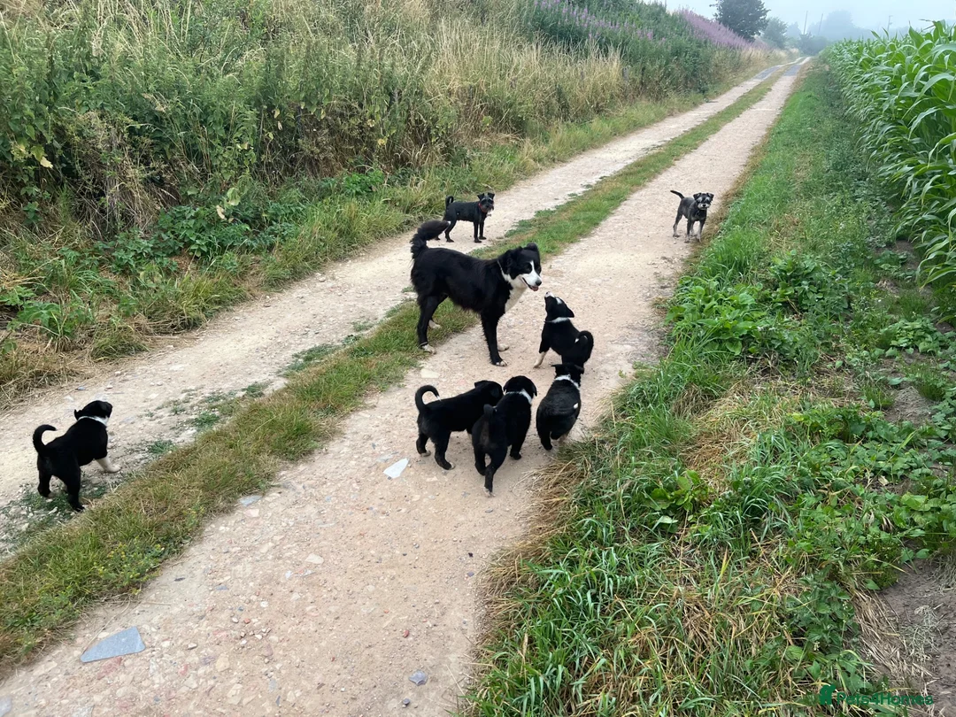 Border Collie dogs for sale: Border Collie Puppies from Good Working Stock in York - Advert 2