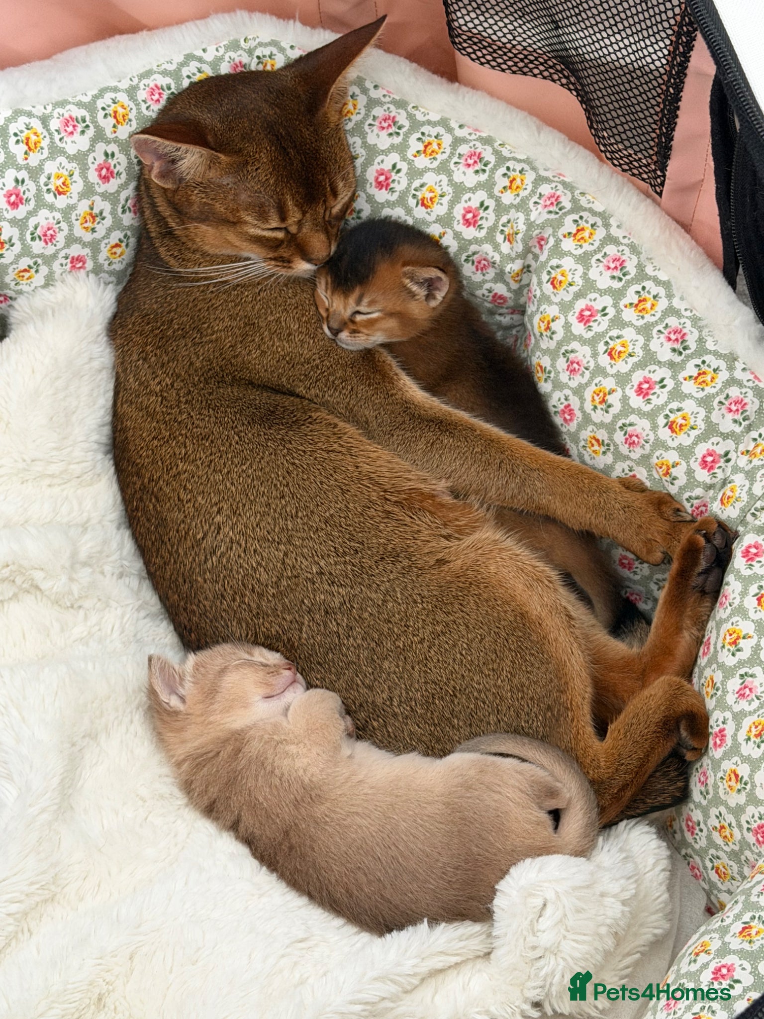 Abyssinian cats ✨ Elite Abyssinian Kittens 5+ Gen Champions ✨ - Advert 2