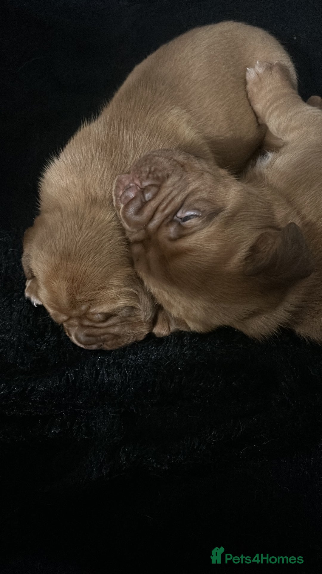 Dogue De Bordeaux dogs for sale: 🐾Dogue de Bordeaux Puppies Champion Bloodlines  - Image 8