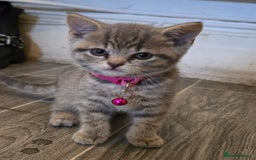 British Shorthair cats for sale: Adorable British kittens. Ready for new home. - Image 9