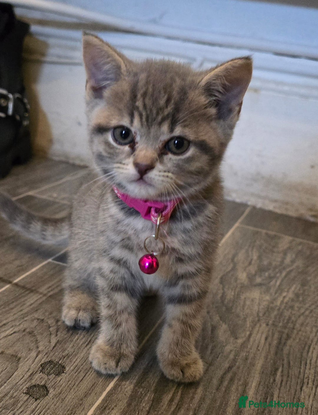 British Shorthair cats for sale: Adorable British kittens. Ready for new home. - Image 9