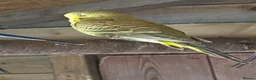 Budgerigars birds for sale: Budgies mixed sex  in Loughborough - Advert 3