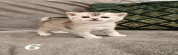 Scottish Fold cats for sale: Stunning Scottish Fold & Scottish Straight Kittens in Peterborough - Advert 8