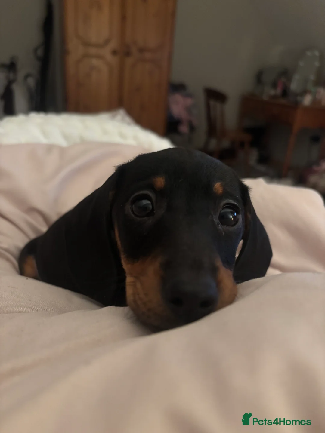 Dachshund dogs for sale: miss mabel  - Advert 2
