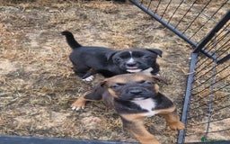 Mixed Breed dogs for sale: 2 beautiful female puppys  - Image 7