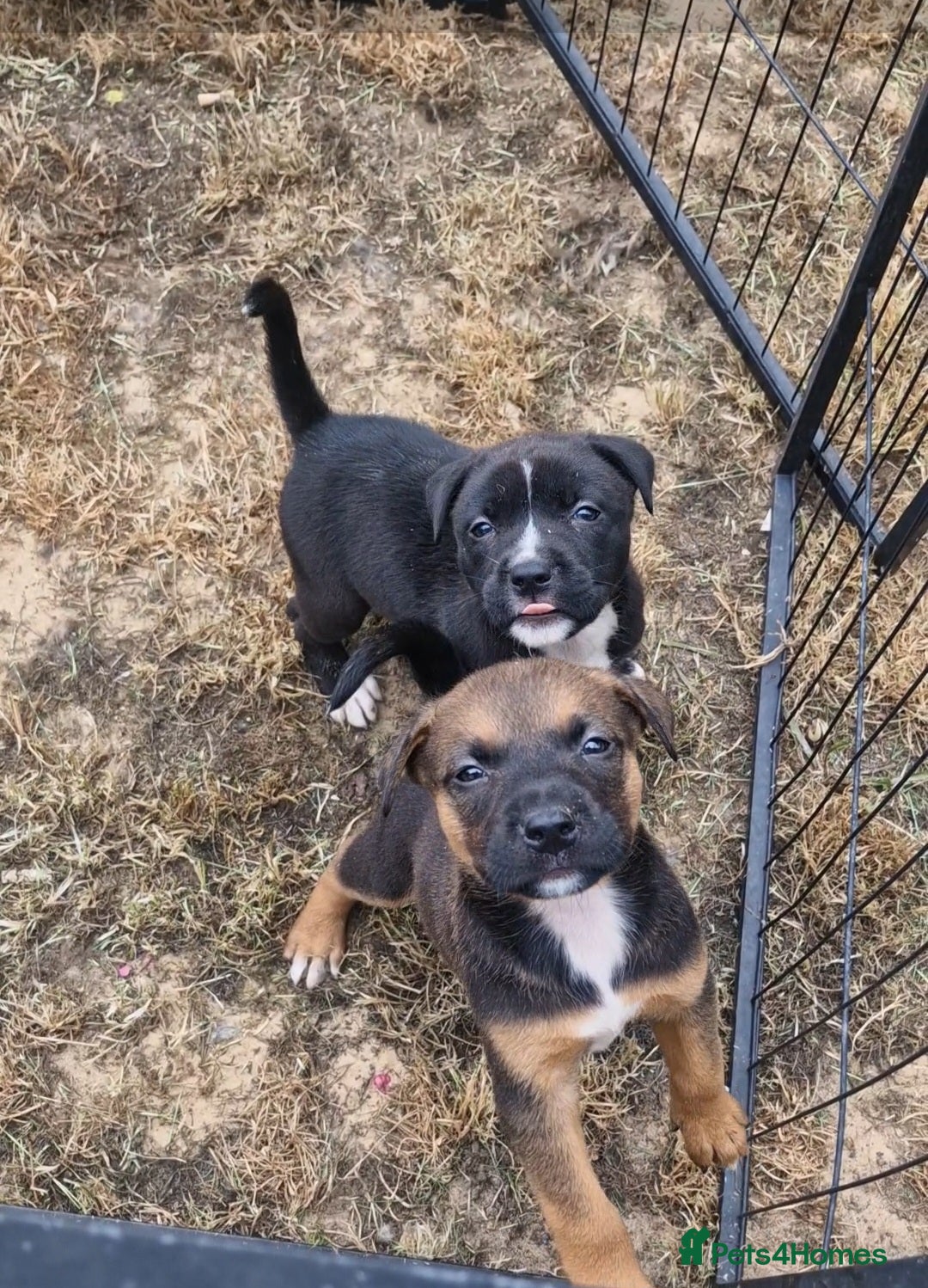 Mixed Breed dogs for sale: 2 beautiful female puppys  - Image 7