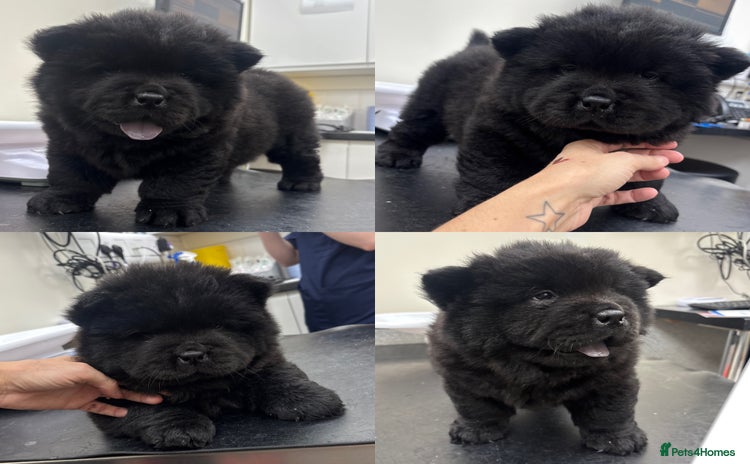 Chow Chow dogs - Advert 6