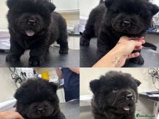 Chow Chow dogs - Advert 1