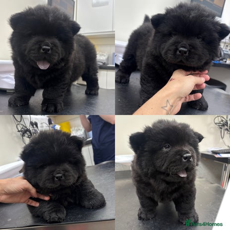 Chow Chow dogs - Advert 1