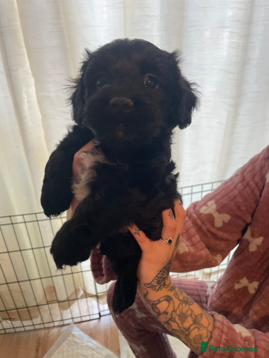 Mixed Breed dogs for sale: Gorgeous cockapoo cross puppies  - Advert 6