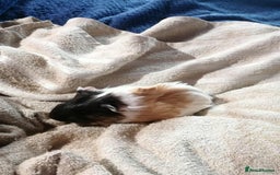 Guinea Pig rodents for sale: 2 female Guinea pigs - Image 3