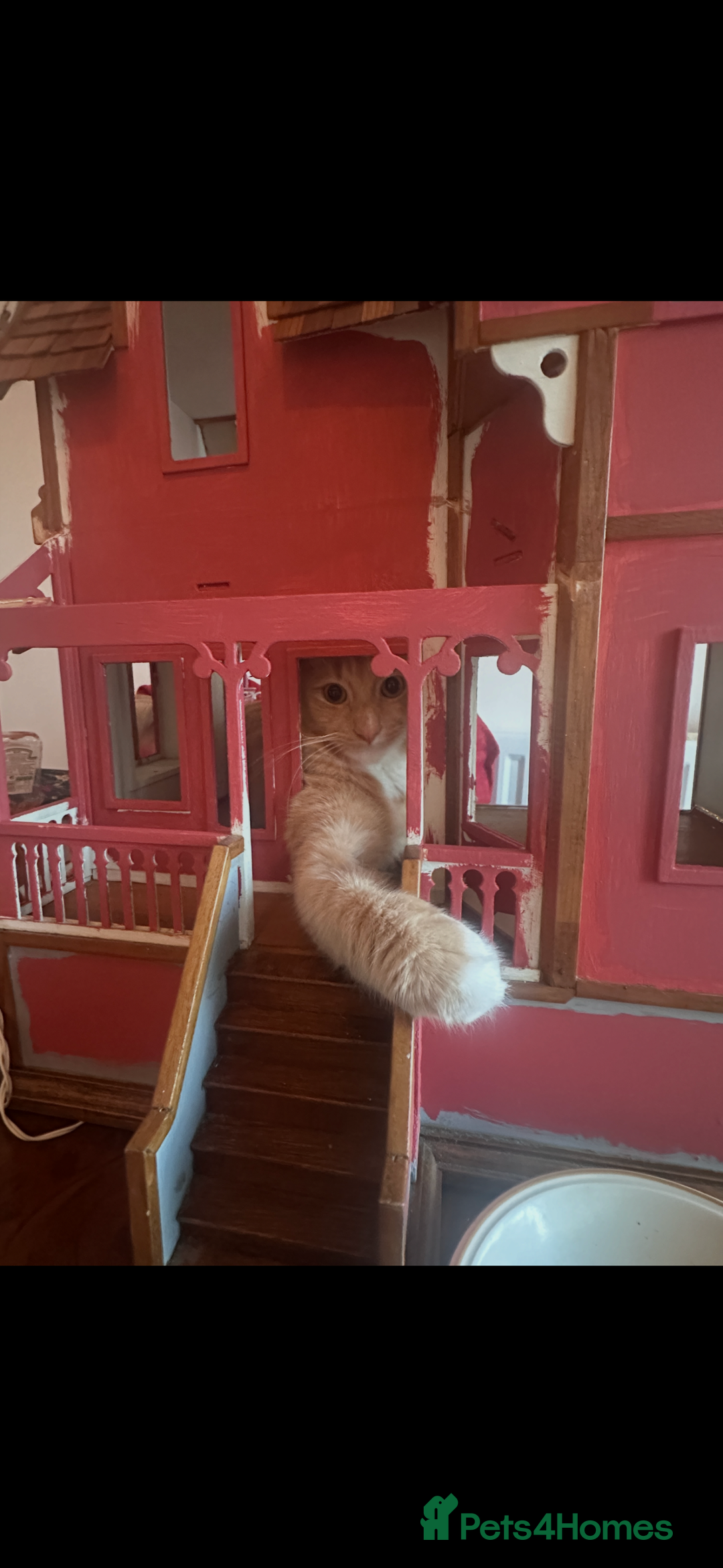 Mixed Breed cats for sale: Special needs cat for rehoming  - Advert 3