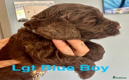 Cockapoo dogs for sale: Beautiful Teddy Bear F1 Cockapoo Merle puppies - Image 15