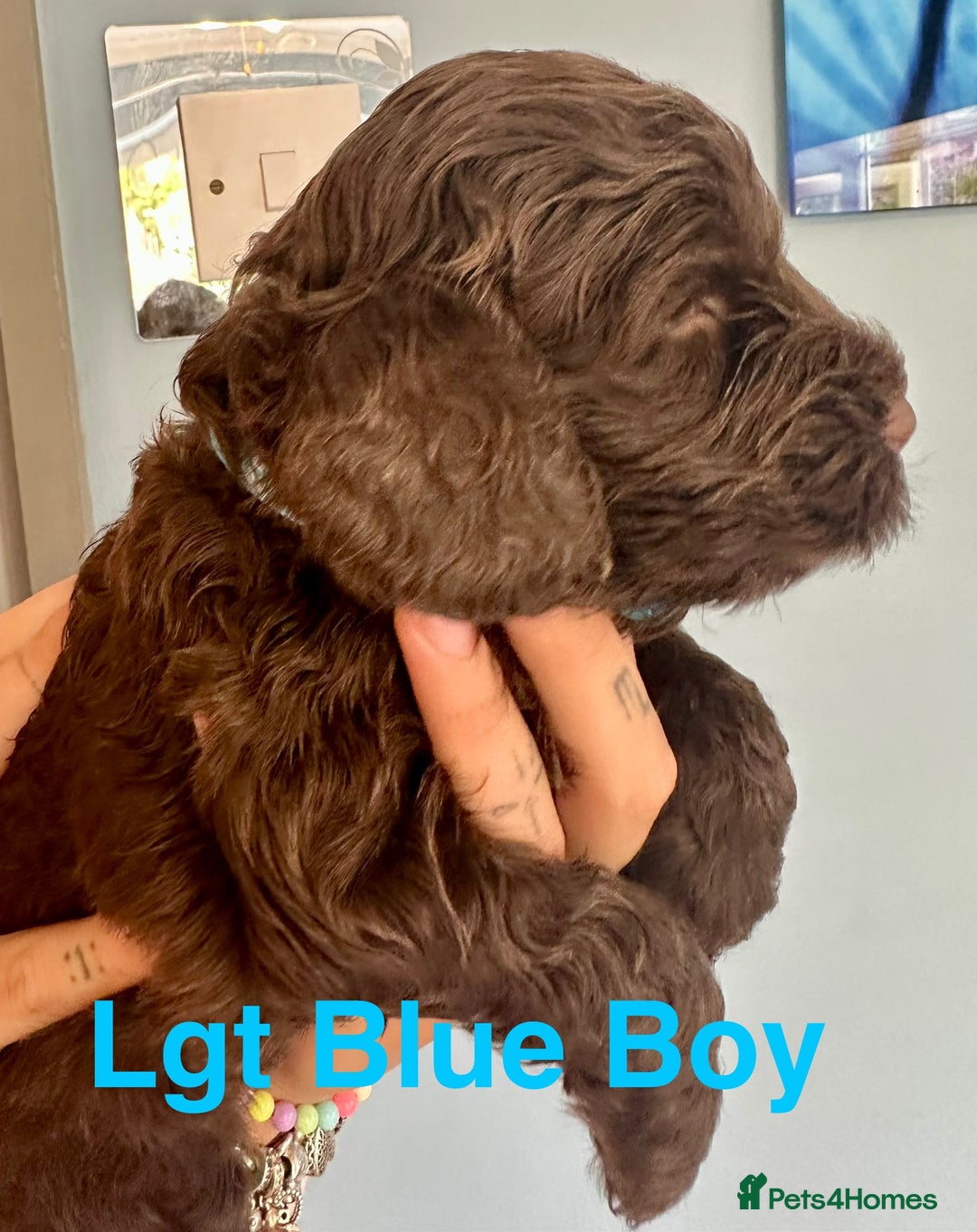 Cockapoo dogs for sale: Beautiful Teddy Bear F1 Cockapoo Merle puppies - Image 15